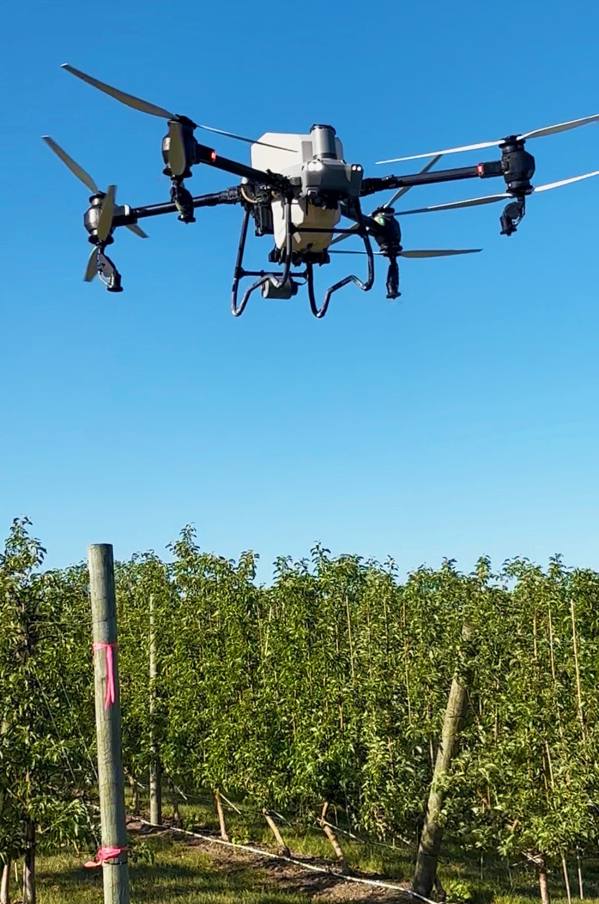 A drone flying in the air above an apple orchard.